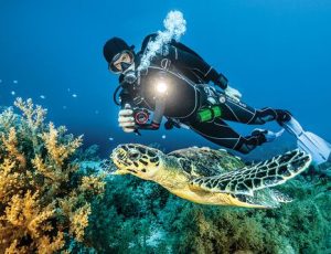diver-photographs-sea-turtle-courtesy-sealife